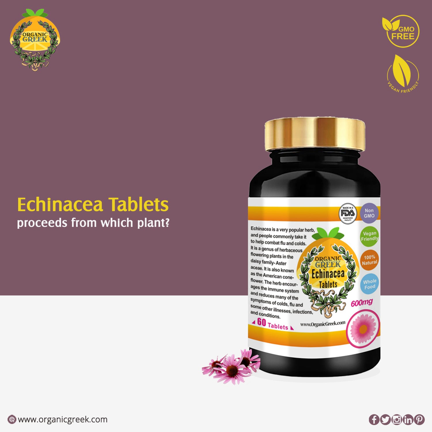 Echinacea Tablets Proceeds from which Plant?