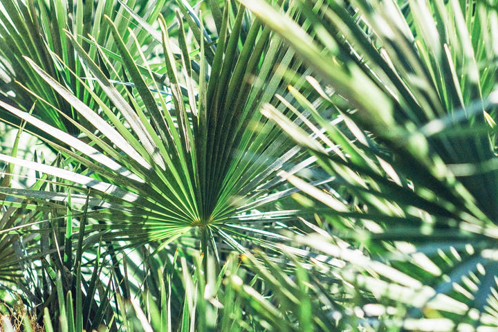 How Does Saw Palmetto Vitamins Help To Improve Men’s Health?