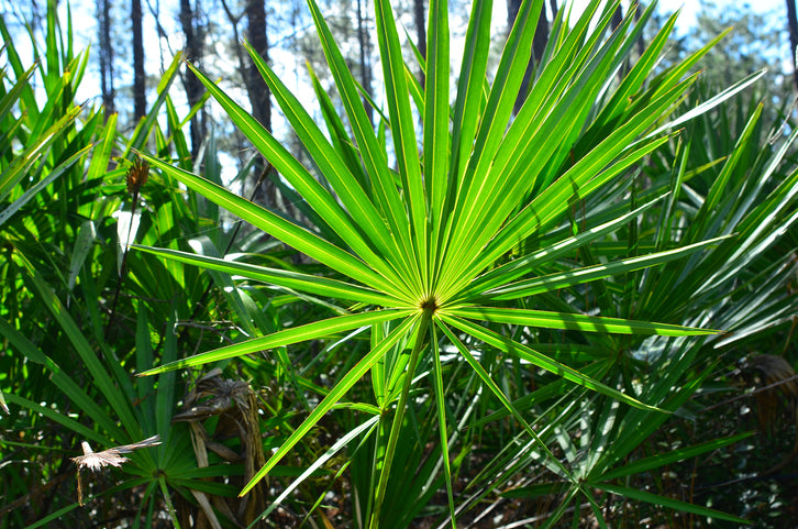 Top 5 Health Benefits Of Organic Saw Palmetto Supplement